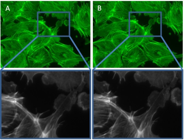 Figure 1: Alexa 488-labeled actin filaments in fixed endothelial cells imaged with A) cooled and B) uncooled cameras.