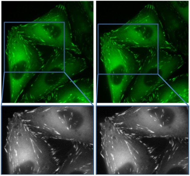 Figure 2: Paxillin-GFP expressing CHOK1 cells imaged with a 3s exposure time on A) cooled and B) uncooled cameras.