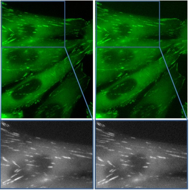 Figure 3: Paxillin-GFP expressing CHOK1 cells imaged with a 500ms exposure time on A) cooled and B) uncooled CCD cameras.